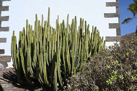 Wolfsmilch auf Fuerteventura