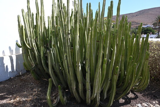 Wolfsmilch auf Fuerteventura