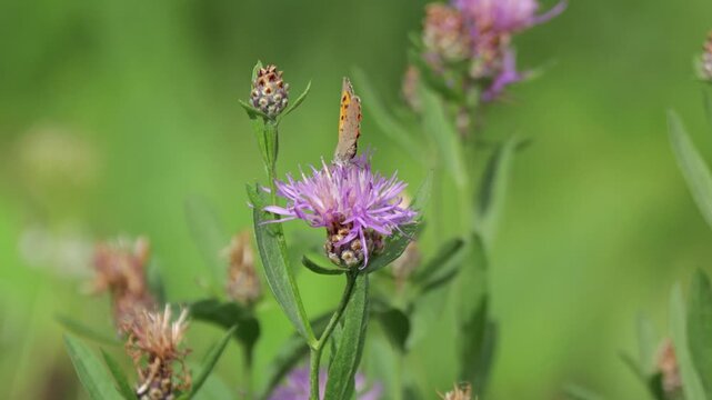 Kleine Feuerfalter (Lycaena phlaeas) an Acker-witwenblume (knautia arvensis)
