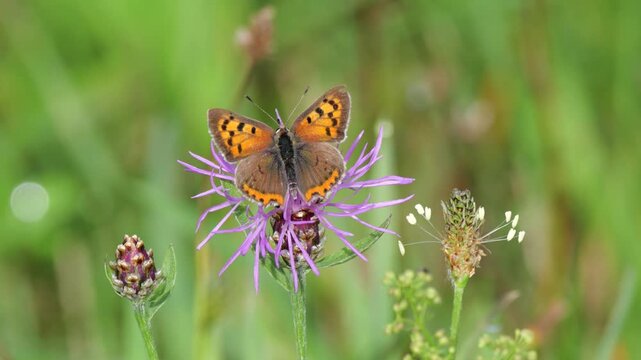 Kleiner Feuerfalter (Lycaena phlaeas) an Bl&uuml;te