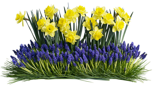 Isolated vibrant spring flower arrangement with yellow daffodils and blue grape hyacinths.