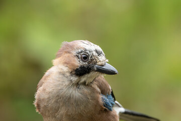 Fototapeta premium Closeup Portrait of a Eurasian Jay Bird Showing Feathers, Beak and Curious Expression in Woodland
