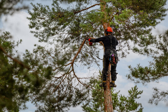 Professional arborist cutting pine tree branches with chainsaw. Hazardous tree removal service. Treecare and maintenance