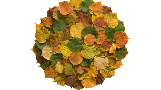 Isolated vibrant autumn leaves forming a circular pile, displaying rich and natural fall colors