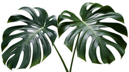Isolated lush green monstera deliciosa tropical plant leaves with unique fenestrations. © Niamh