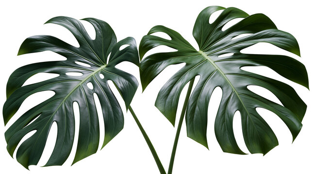 Isolated lush green monstera deliciosa tropical plant leaves with unique fenestrations.