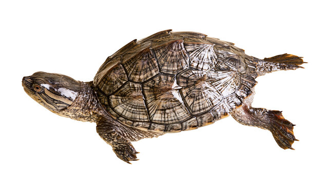 Isolated small freshwater turtle captured from above, showcasing intricate shell patterns.