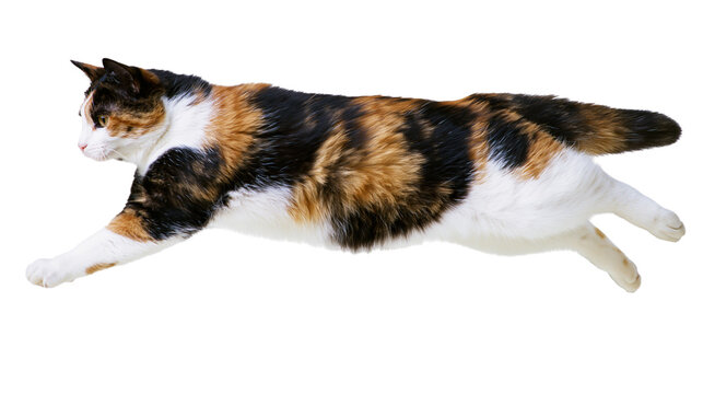 Isolated calico domestic cat running or leaping with energetic motion on an invisible surface