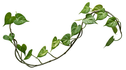 Isolated vibrant green philodendron scandens vine with heart-shaped leaves in an elegant S-curve © Niamh