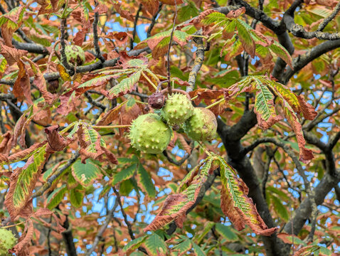 Green Horse Chestnuts Growing on Tree Branch with Early Autumn Foliage