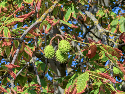Green Horse Chestnuts Growing on Tree Branch with Early Autumn Foliage