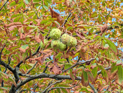 Green Horse Chestnuts Growing on Tree Branch with Early Autumn Foliage