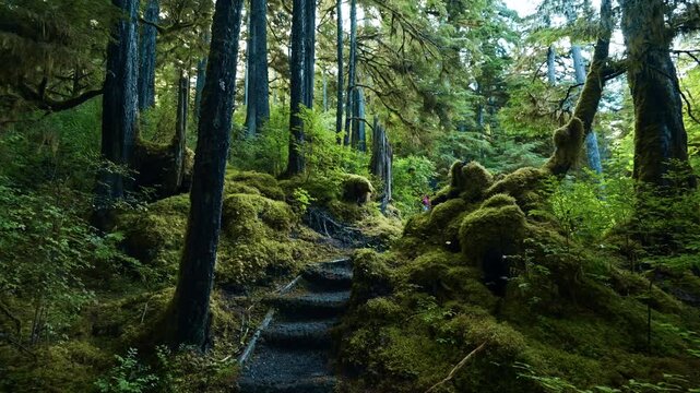 mossy Alaskan forest log stair path