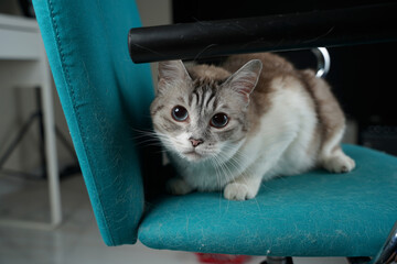 cat on a chair © Ahmed J.R