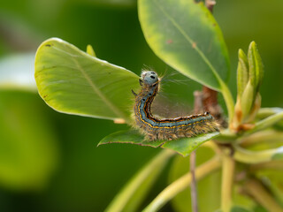 Obraz premium Ringelspinner-Raupe (Malacosoma neustria)