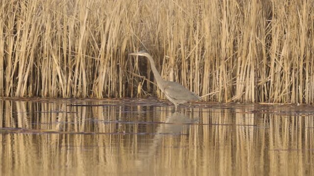 A Great Blue Heron stalks through the shallow water at the edge of a small lake in a nature reserve in Boise Idaho USA on a winter morning. 