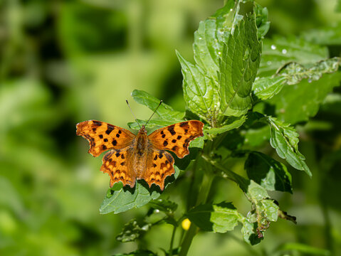 C-Falter (Polygonia c-album) oder (Nymphalis c-album)