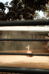  llama (Lama glama) in captivity at zoo surrounded by dust cloud © Sarah