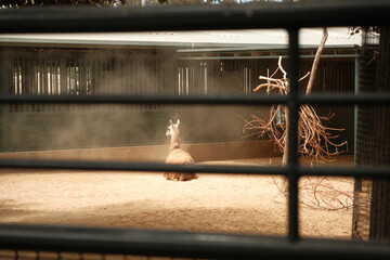  llama (Lama glama) in captivity at zoo surrounded by dust cloud © Sarah