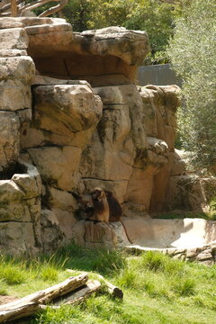 Long haired monkeys in captivity at zoo