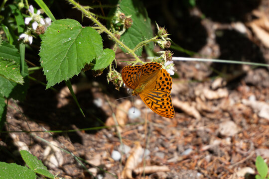 Kaisermantel oder Silberstrich (Argynnis paphia) Schmetterling