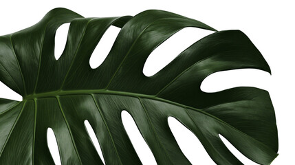 Isolated vibrant dark green tropical Monstera deliciosa leaf with unique natural fenestrations © Cian