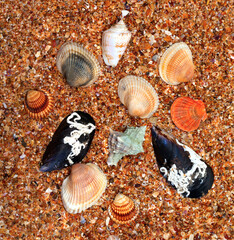 Seashells on sand in sunny day © BSANI
