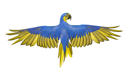 Isolated vibrant blue and yellow macaw parrot with its wings majestically spread in a dynamic pose. © Diego