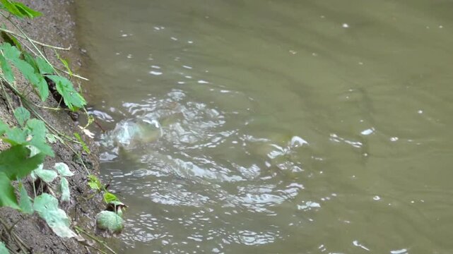 The fish in the pond are fed with thrown dry bread