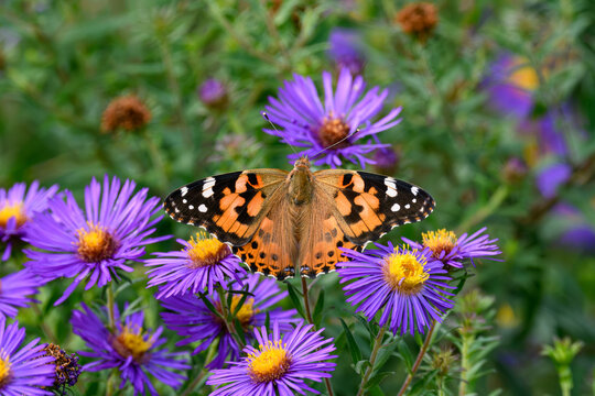 Painted lady is in the Cynthia group of colorful butterflies and comprises a subgenus of the genus Vanessa in the family Nymphalidae. It sits on the flower of the New England Aster.