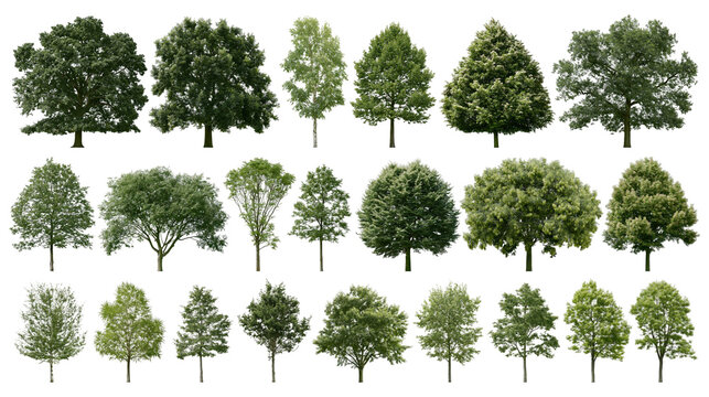 Isolated collection of diverse deciduous and coniferous trees, a variety of green nature elements