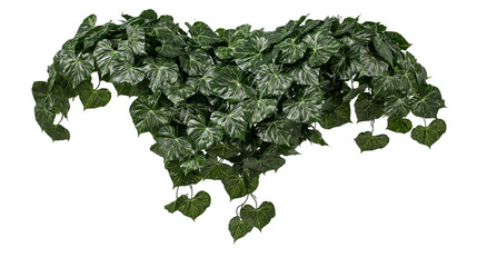 Isolated lush green philodendron plant with detailed textured leaves hanging or trailing foliage © Ioana