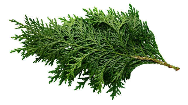 Isolated vibrant green conifer branch, a fresh evergreen sprig for botanical and natural design