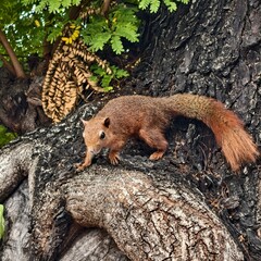 squirrel in the woods © ugly_blue