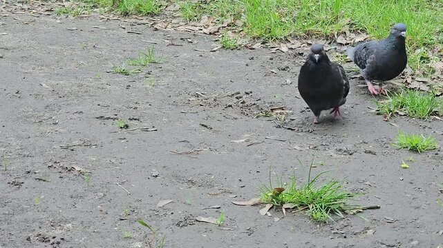 pigeons