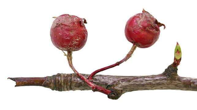 Isolated bare branch with two weathered red fruits and a sprouting green bud in early spring