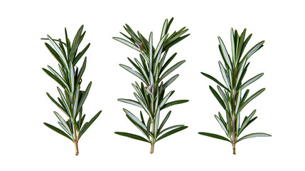 Fototapeta premium Isolated fresh aromatic rosemary herb sprigs with vibrant green leaves, healthy natural food