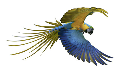 Isolated tropical blue and yellow macaw in mid-flight, showcasing vibrant plumage and spread wings © Ioana