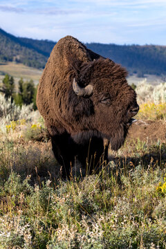Male American Bison Bleating on Sagebrush Ridge