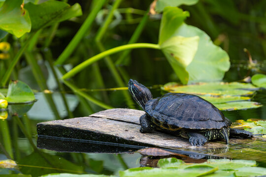 Freshwater Turtle Sunbathing on Wooden Plank in Pond