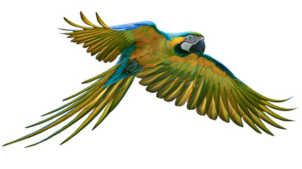 Isolated blue and gold macaw parrot flying with outstretched wings, beautiful tropical bird © Gabriel