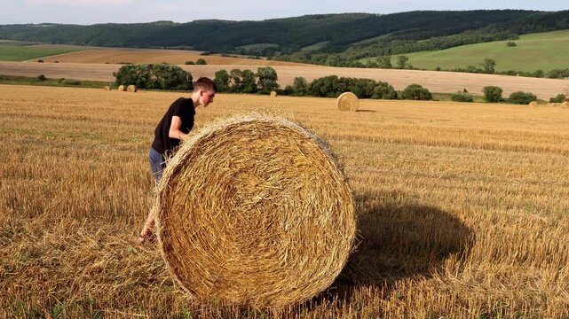 Young man pushes large hay bale across golden field. Hills roll gently behind harvested crops. Sunlight glints on dry grass and bale. Sky bright and clear above rural scene