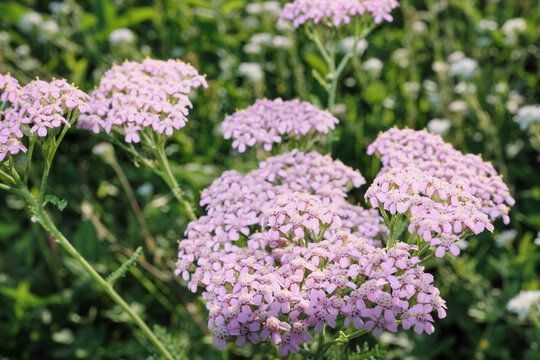 Pink yarrow plants with small cluster flowers growing in sunny meadow
