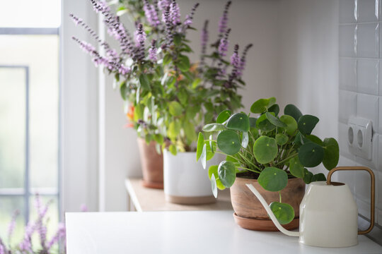 Pilea with round green leaves grows beside white watering can and flowering Thai basil near apartment window, creating cozy indoor gardening scene with aromatic herbs and decorative greenery.
