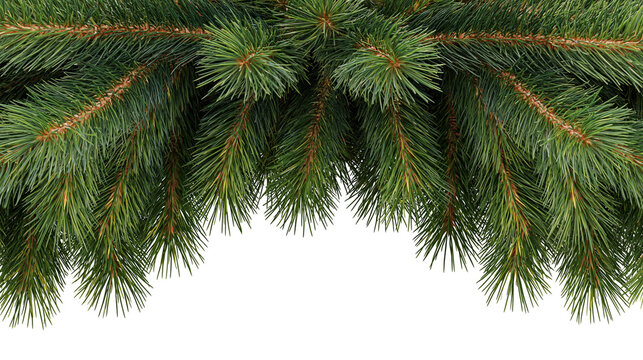 Isolated evergreen pine tree branches forming a natural decorative border for design projects