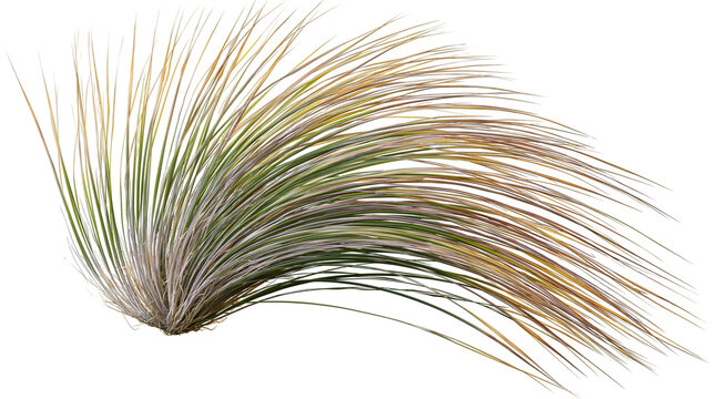 Isolated ornamental desert grass plant with elegant long arching green and brown blades, natural tuft