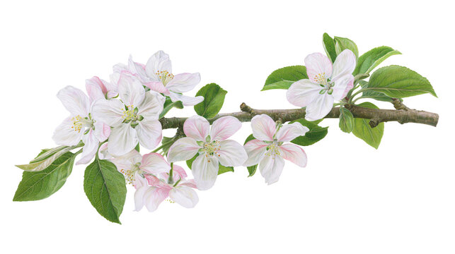Isolated blooming apple tree branch with delicate pink and white spring flowers
