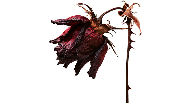 Isolated dried red rose with shriveled petals and thorny stem symbolizing lost love and decay
