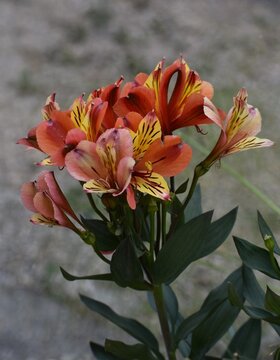 Fleurs d'alstroem&egrave;re ou lys des Incas aux p&eacute;tales orange et jaune dans un jardin.