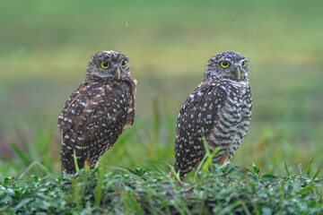 Fototapeta premium burrowing owl. Florida